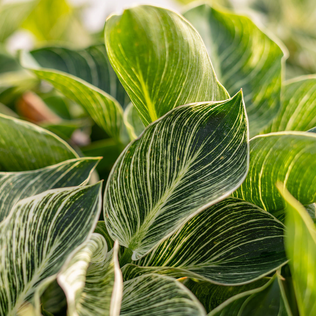 birkin philodendron price Philodendron Birkin