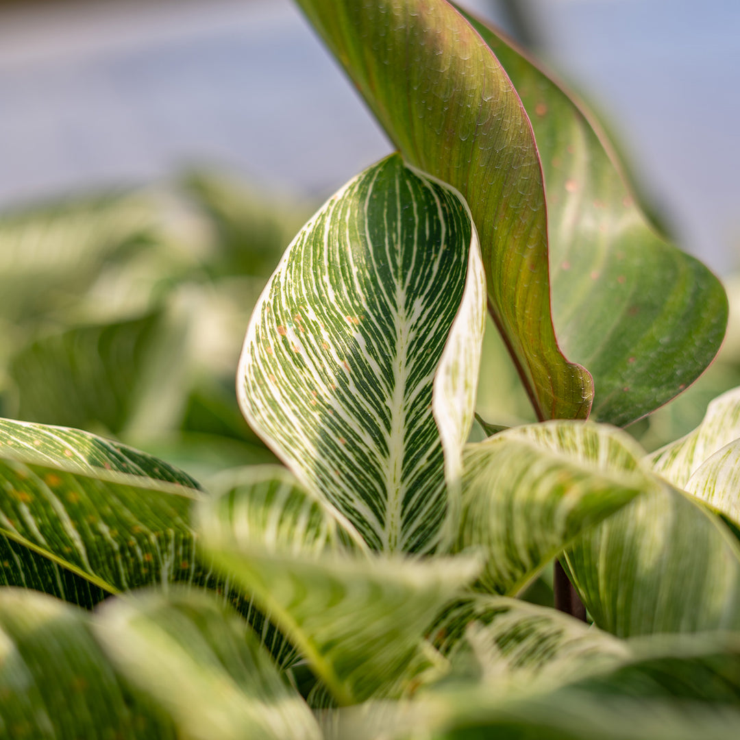 philodendron birkin price philippines Philodendron Birkin
