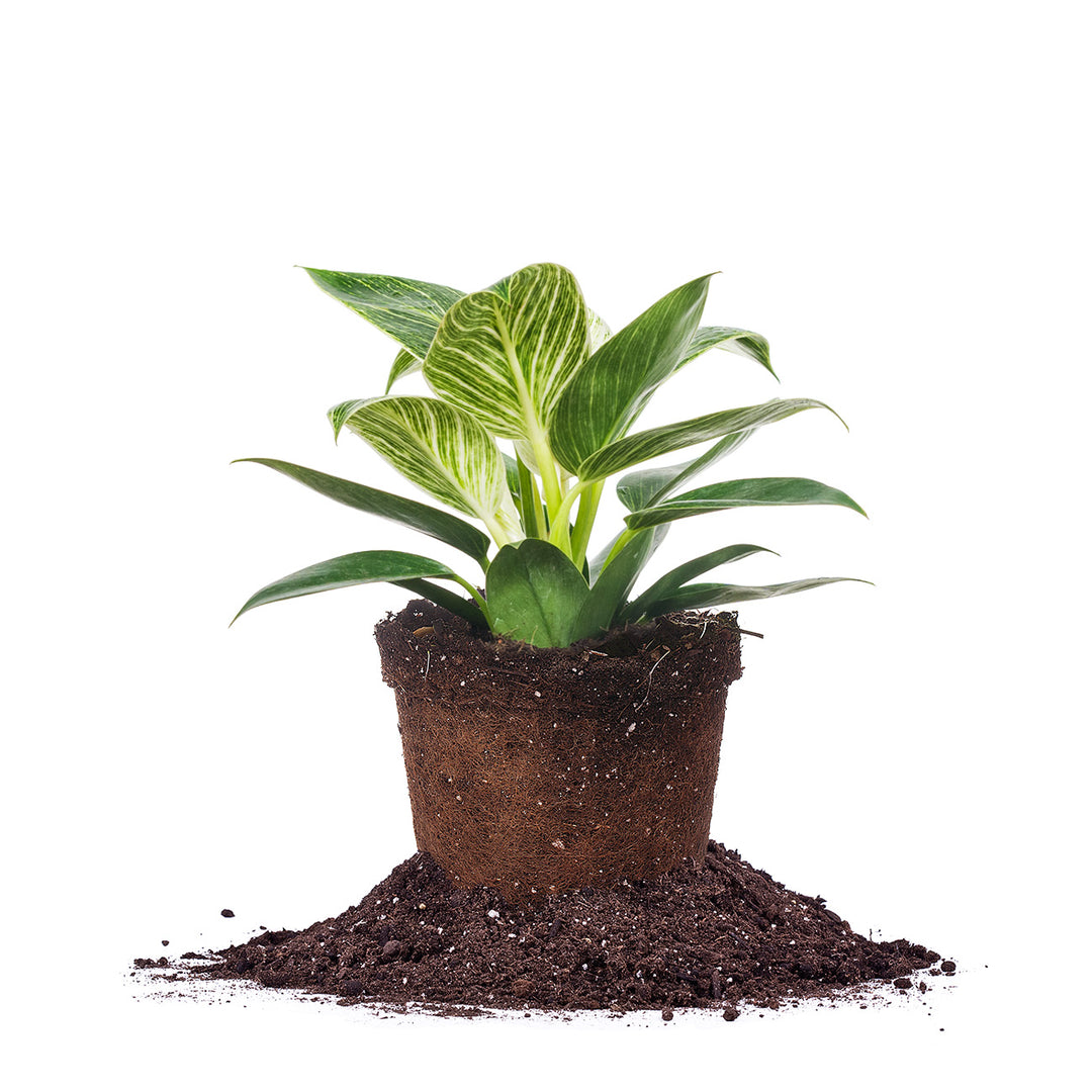 philodendron birkin potting mix Philodendron Birkin