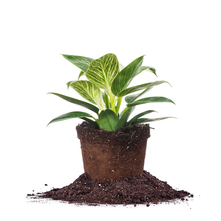 prayer plant maranta Prayer Plant | Lemon Lime | Rare Plant main image 1
