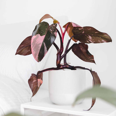 Pink princess philodendron in white pot in bedroom