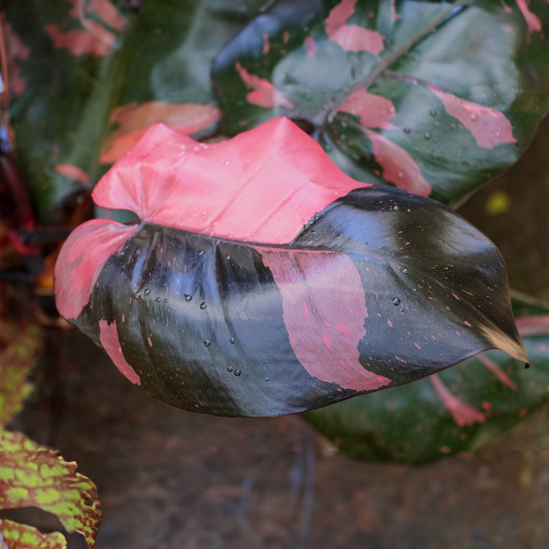 black princess plant philodendron Pink Princess Philodendron Plant - 6 Inch Pot