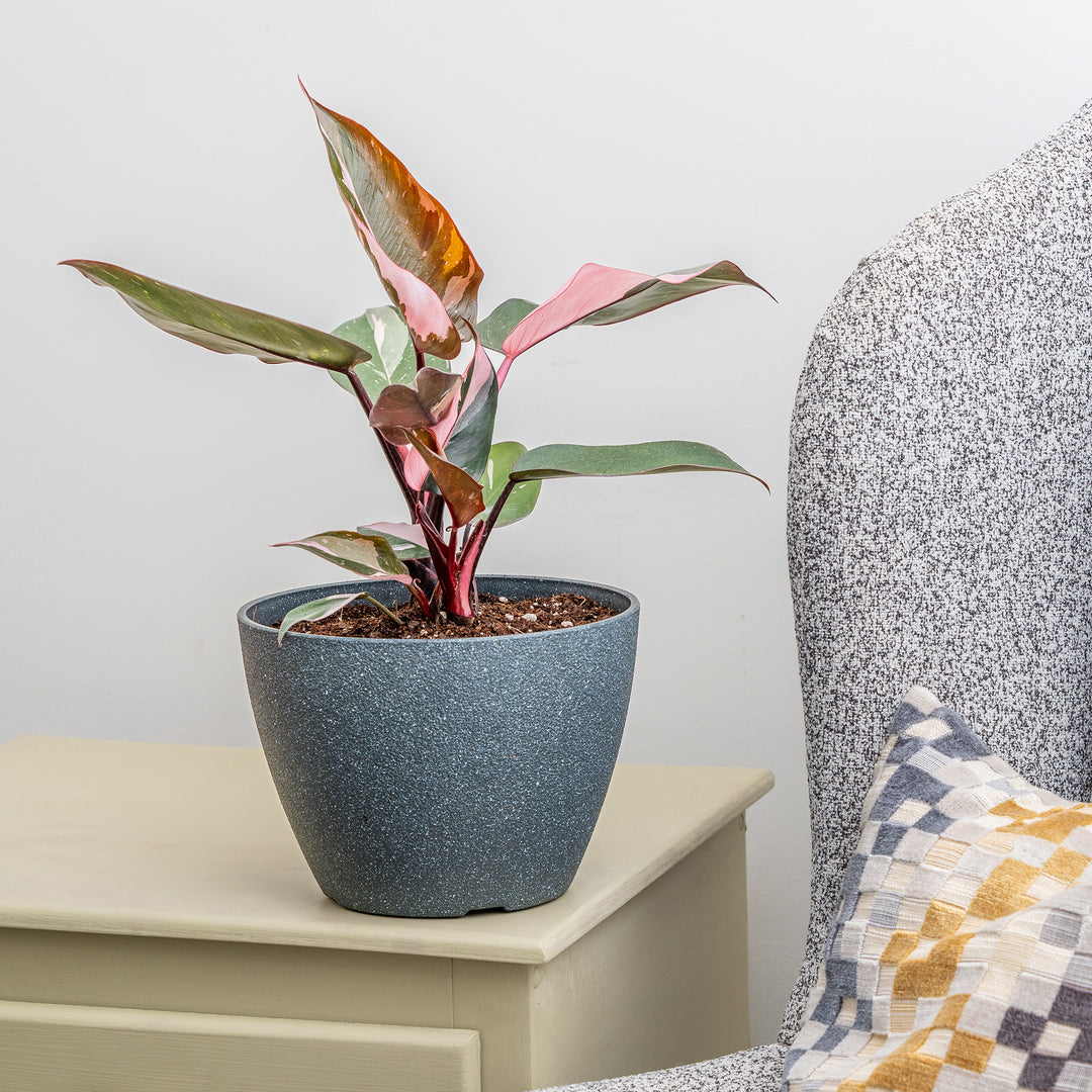 est philodendron pillow Pink Princess Philodendron Plant - 6 Inch Pot