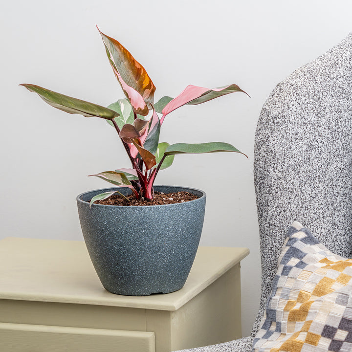 philodendron colorful Pink Princess Philodendron Plant - 6 Inch Pot