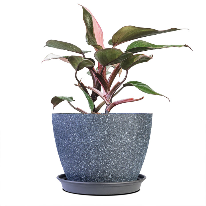 philodendron pink princess ebay Pink Princess Philodendron Plant - 6 Inch Pot
