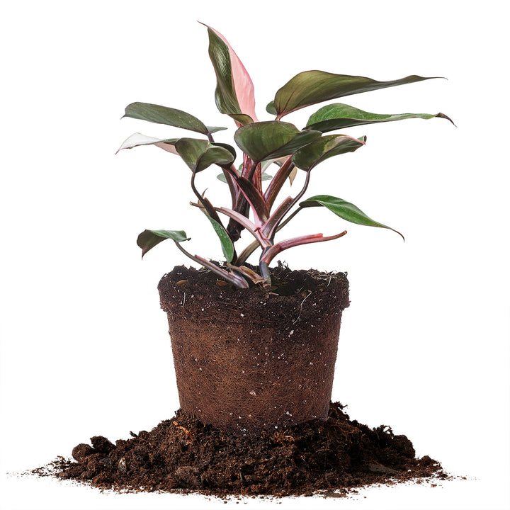Pink Princess Philodendron Plant - 6 Inch Pot