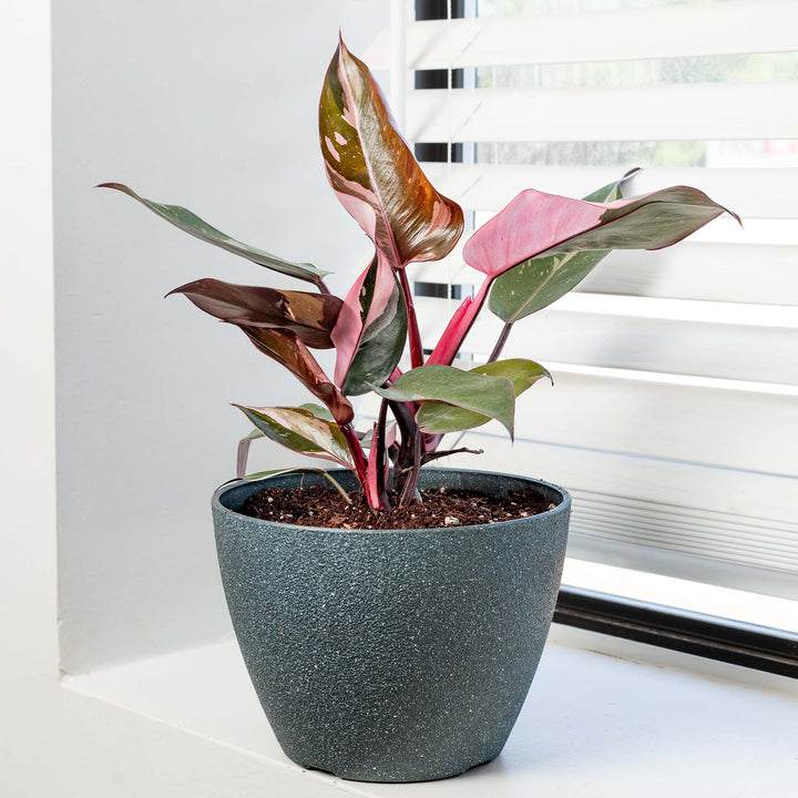 pink princess philodendron + monstera deliciosa Pink Princess Philodendron Plant - 6 Inch Pot