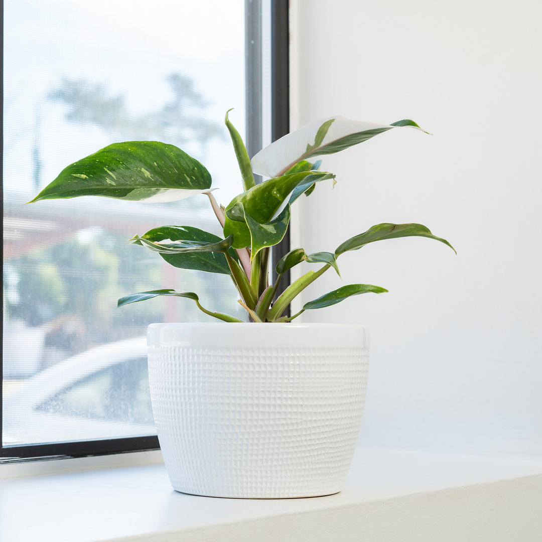 Buy White Princess Philodendron for Sale Online