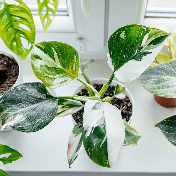 Buy White Princess Philodendron for Sale Online