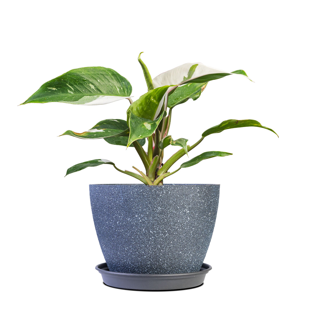 philodendron white princess mature Buy White Princess Philodendron for Sale Online