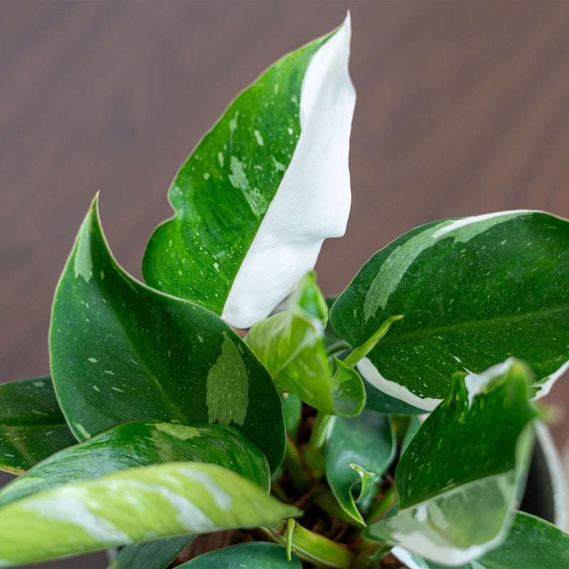 White Princess Philodendron Plant