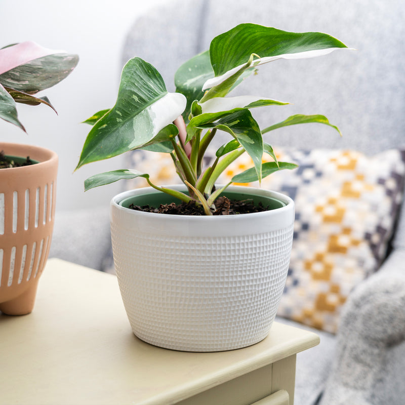 White Princess Philodendron Plant