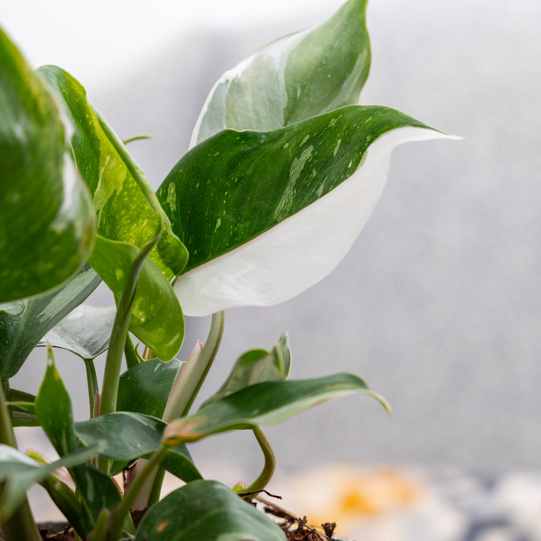 white leaf philodendron bloom Buy White Princess Philodendron for Sale Online