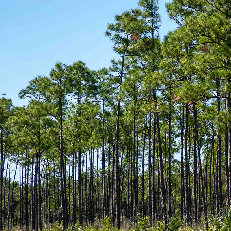 Tall long leaf pine trees under a clear blue sky growing against the edge of a property line to create a forest like landscape