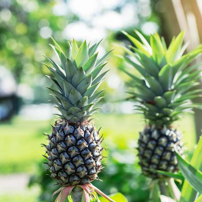 White Jade Pineapple in front yard landscape