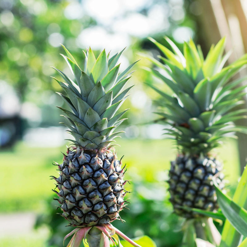 white pineapple plant White Jade Pineapple Plant