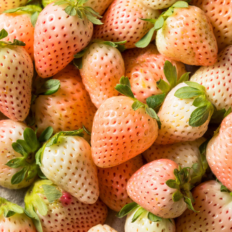 White Carolina Strawberry Plant