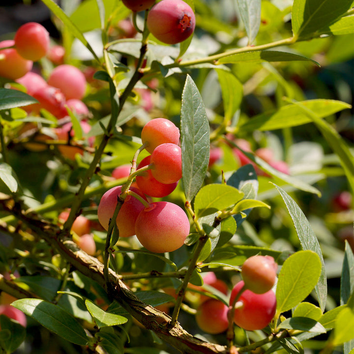 Pink Lemonade Blueberry Bush - 1 Gallon