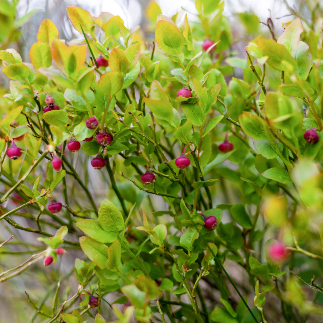 Pink Lemonade Blueberry Bush - 1 Gallon
