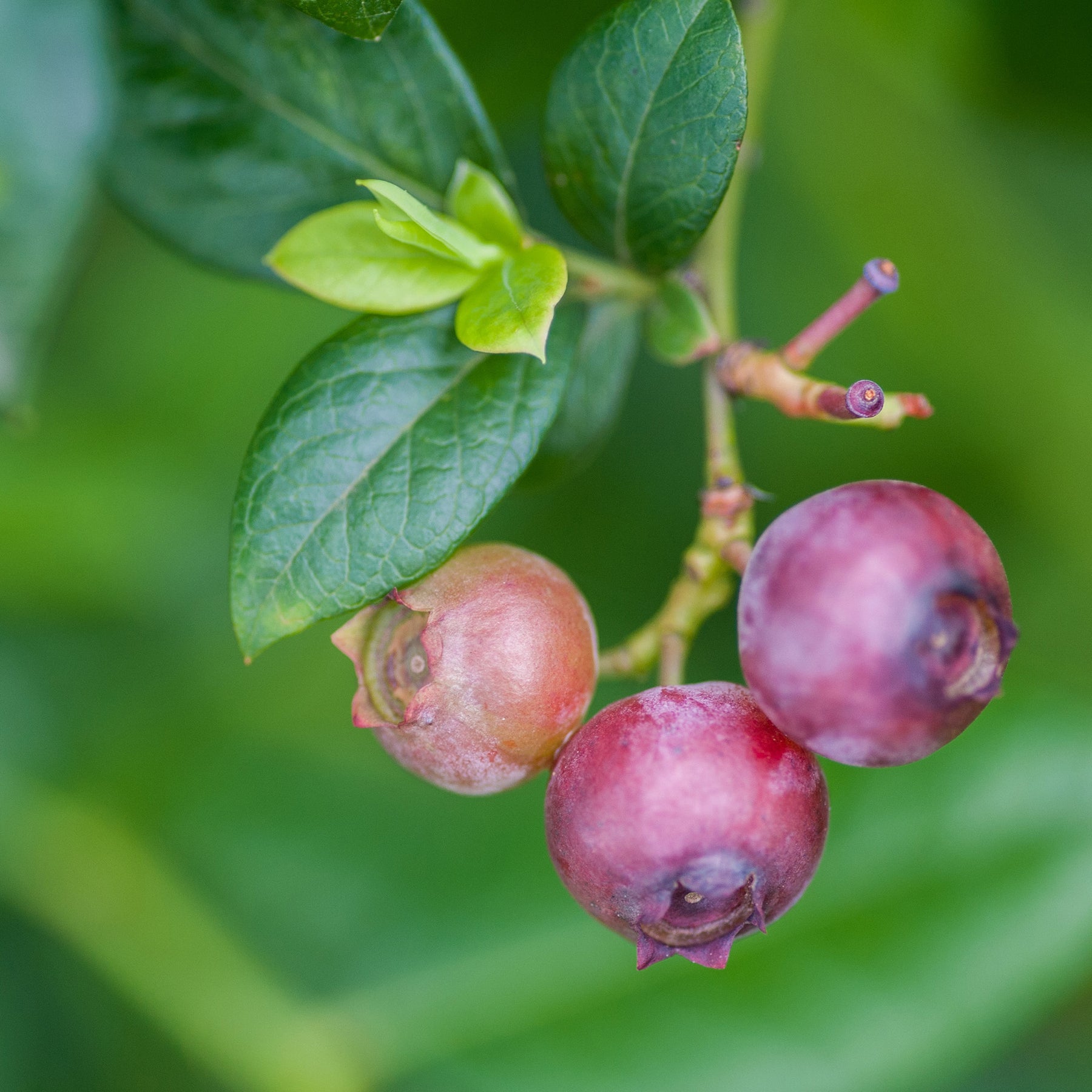 Blueberry - ‘Pink Lemonade’