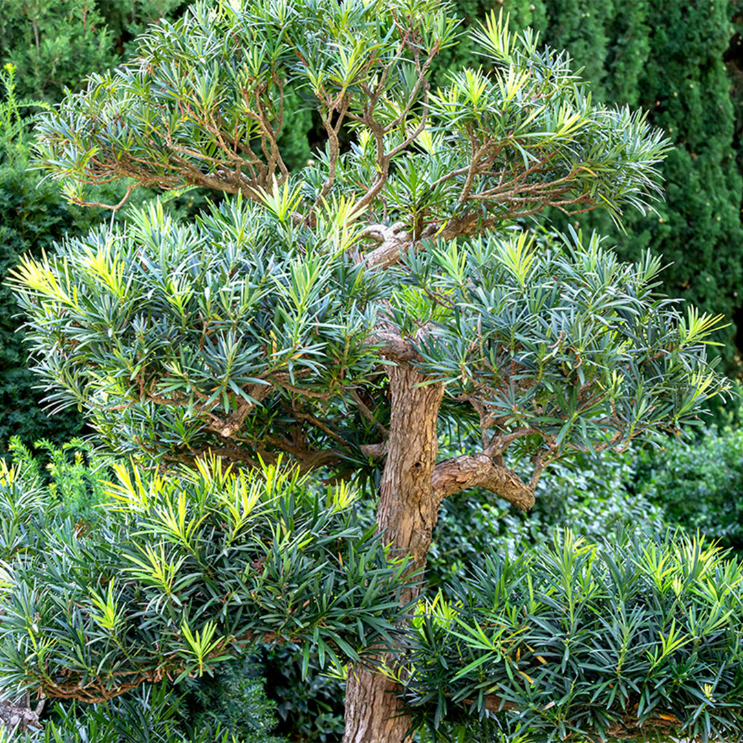 Podocarpus Pringles Dwarf - 3 Gallon / 10-Pack