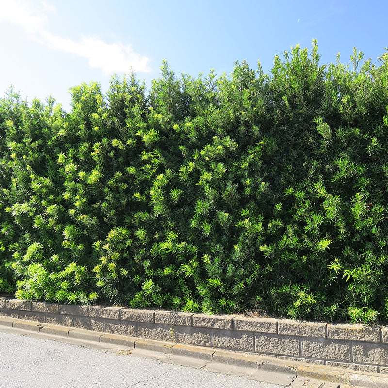 Green hedge of Podocarpus Maki growing along a residential street
