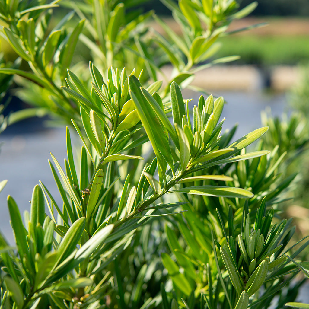 Podocarpus Maki - 1 Gallon / Single