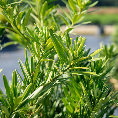 Close-up of green leaves of a Podocarpus Maki with a blurred natural background