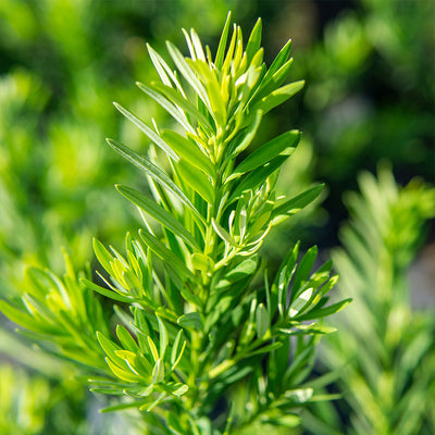 Close-up of Podocarpus Maki with a blurred natural background