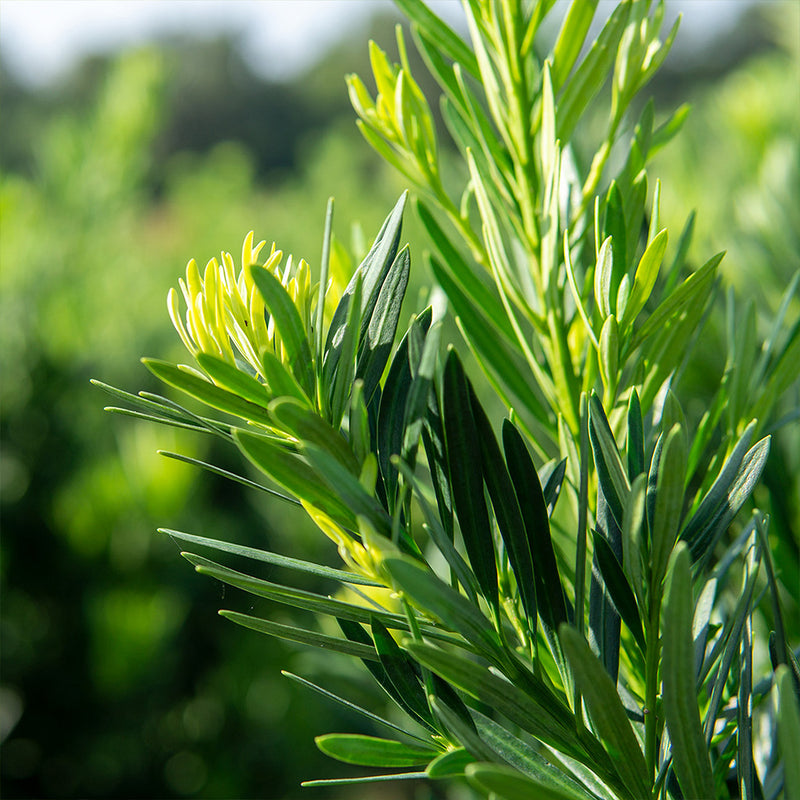 Close-up of Podocarpus Maki leaves with a blurred natural background