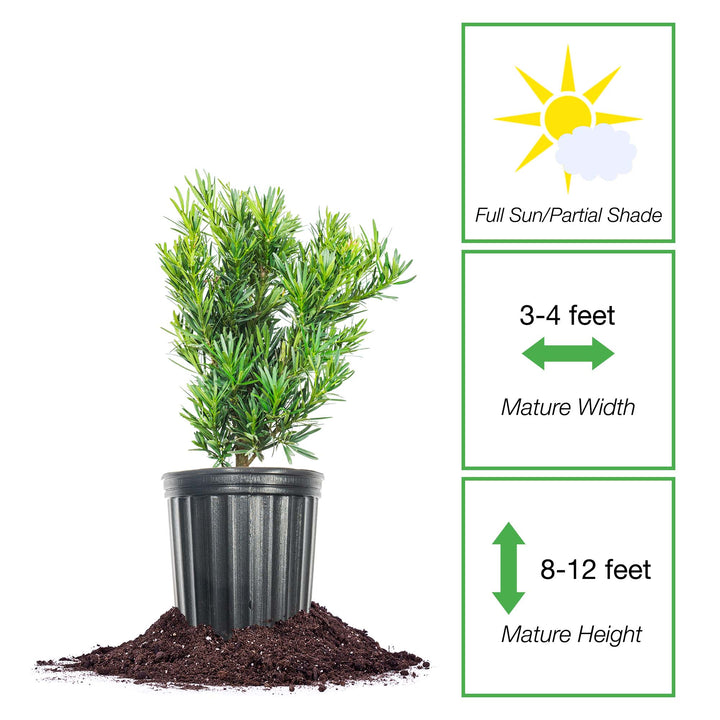 podocarpus maki for sale | Evergreen Privacy
