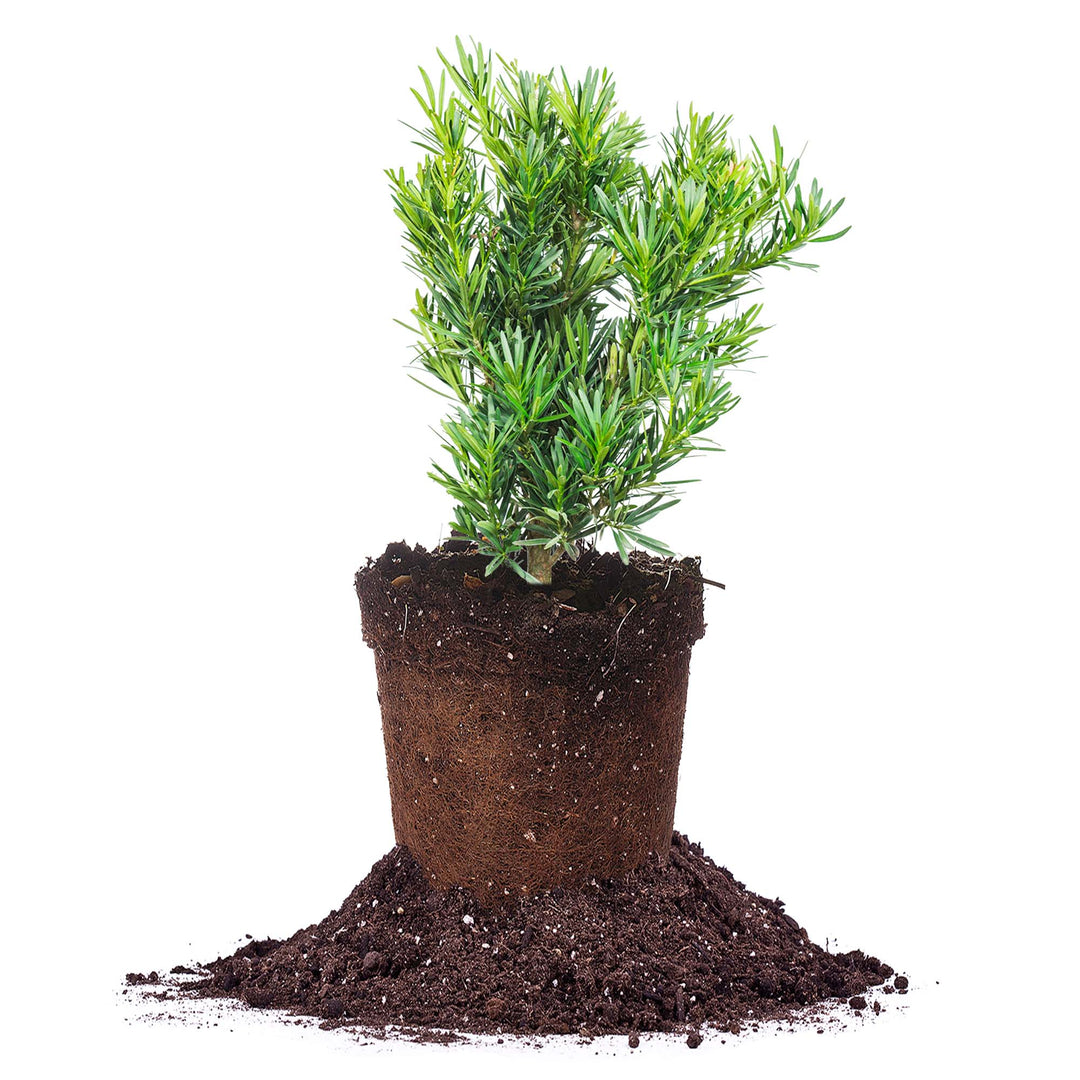 podocarpus macrophyllus 'maki podocarpus maki for sale | Evergreen Privacy