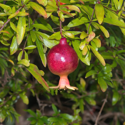 close up of dwarf pomegranate fruit surrounded by green leaves
