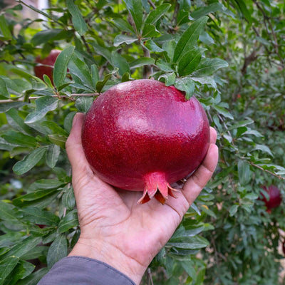 Hand holding a red Kara Bala pomegranate with a green leafy background