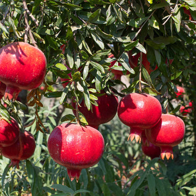 Red Parfianka pomegranates hanging from a tree with green leaves