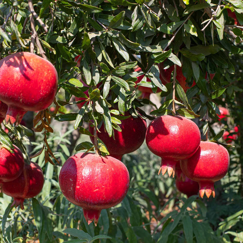 Red Parfianka pomegranates hanging from a tree with green leaves