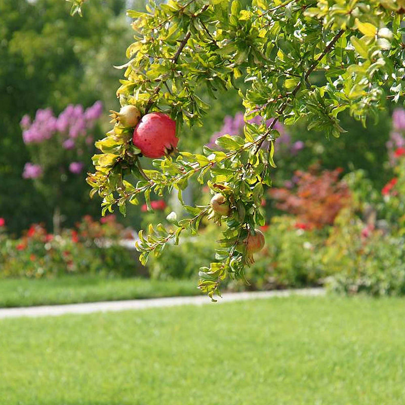 Ripe red Russian Pomegranate growing from a mature tree in a front yard garden
