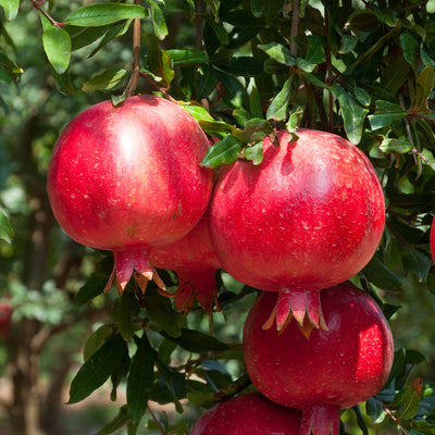Red Afganksi pomegranates hanging from a tree with green leaves.