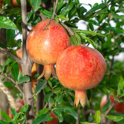 Close up of two Sweet Pomegranate fruit on a tree branch with green foliage in the background