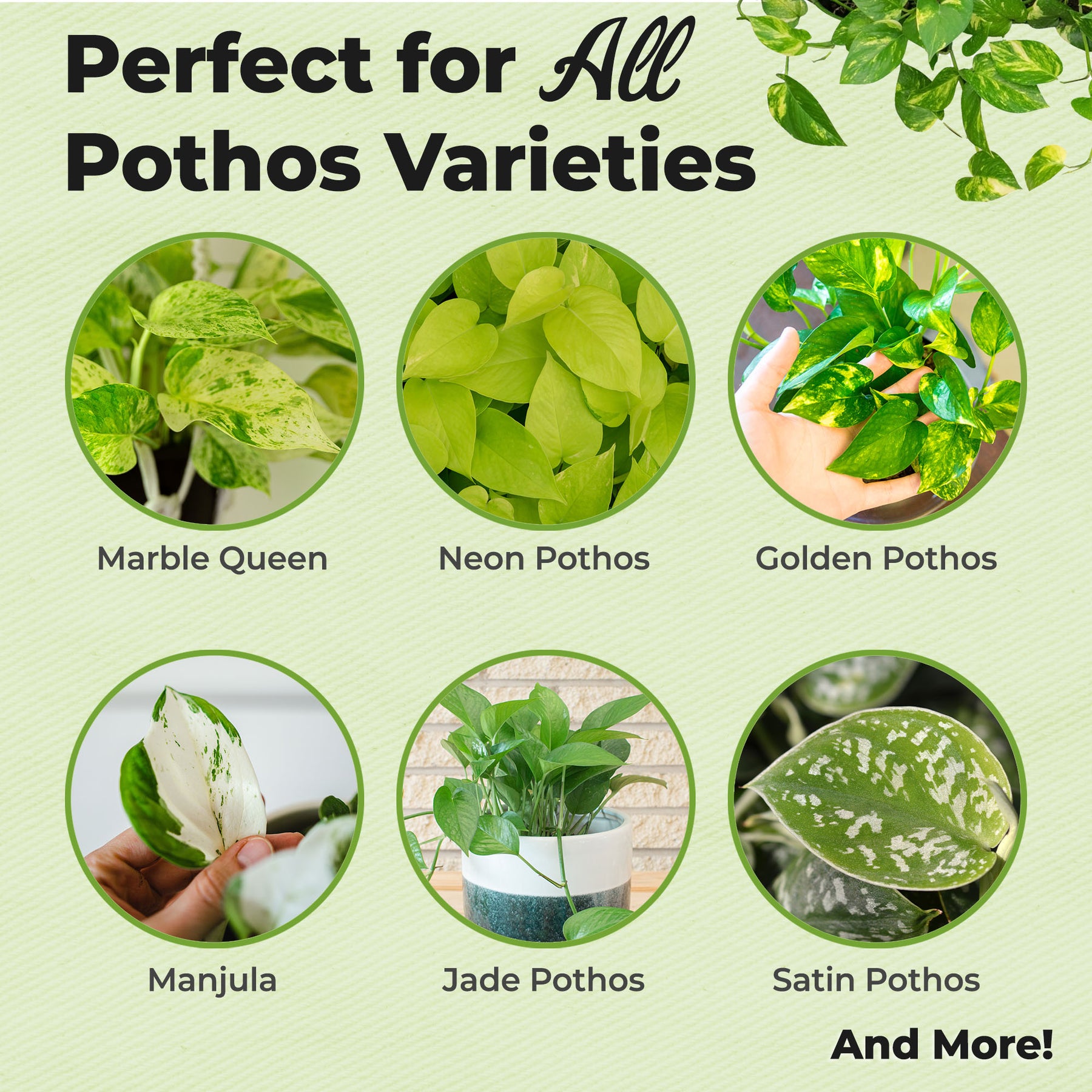 pothos plant fertilizer Pothos Fertilizer for Sale