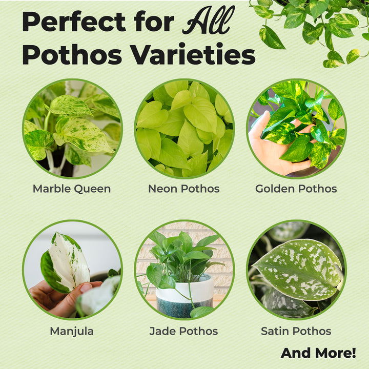 best fertilizer for pothos plants Pothos Fertilizer for Sale