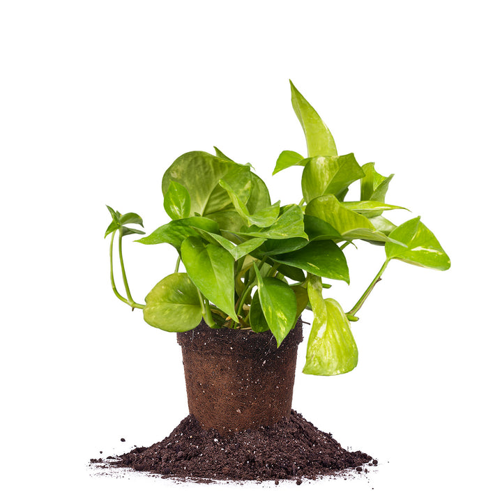 golden pothos benefits Golden Pothos