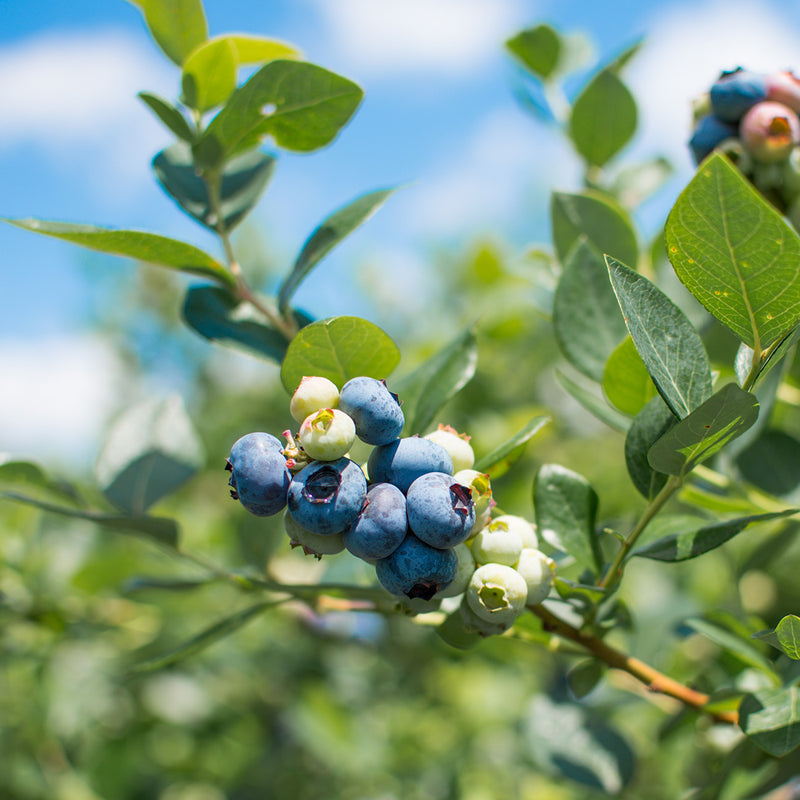 Northern Lowbush Top Hat Blueberry Bush