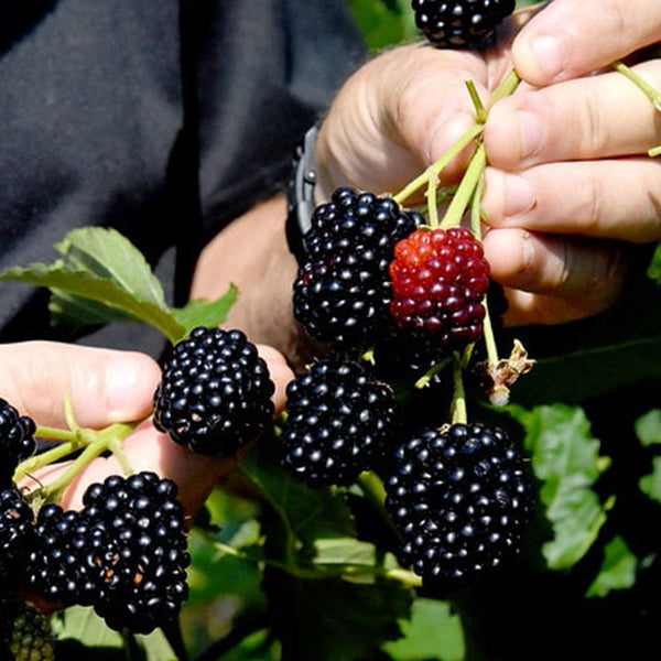 Prime Ark Freedom Blackberry Plants for Sale | Perfect Plants