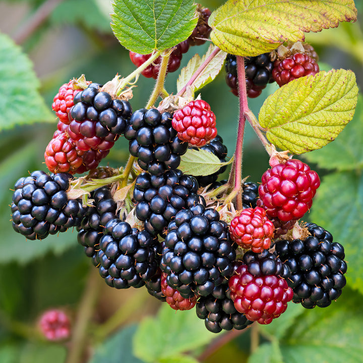 Shop Prime Ark Traveler Blackberry Bush for Sale | Perfect Plants