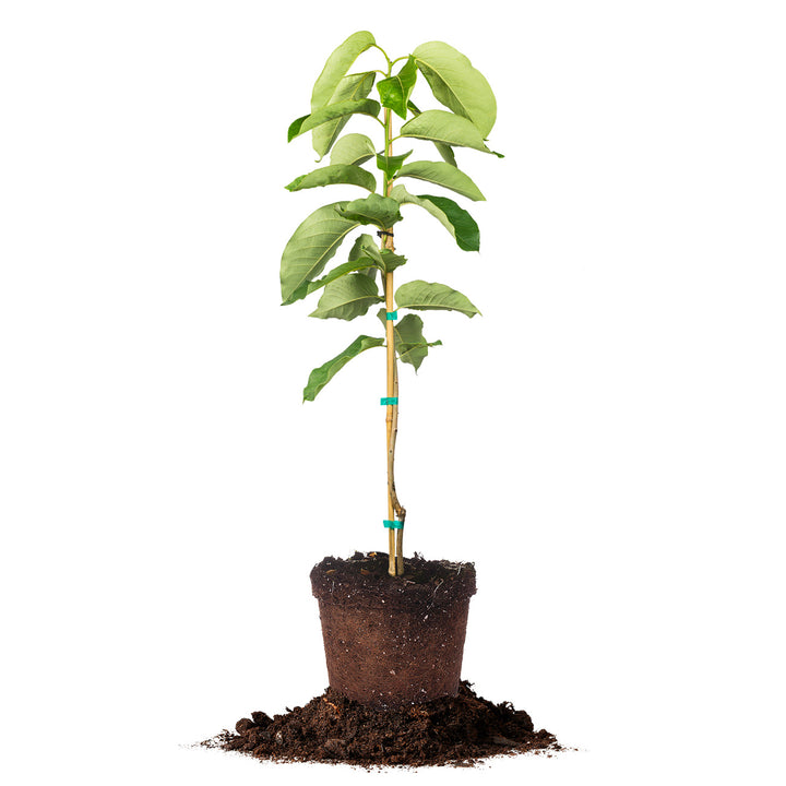 can you plant persimmon in a pot Buy Prok Persimmon Tree for Sale