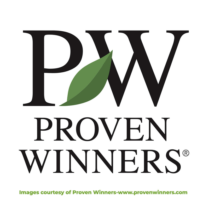 Proven Winners flowering hydrangea &