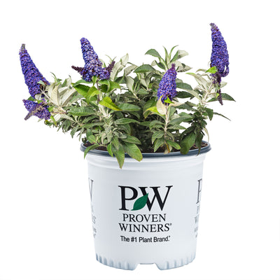 Pugster Blue® Butterfly Bush