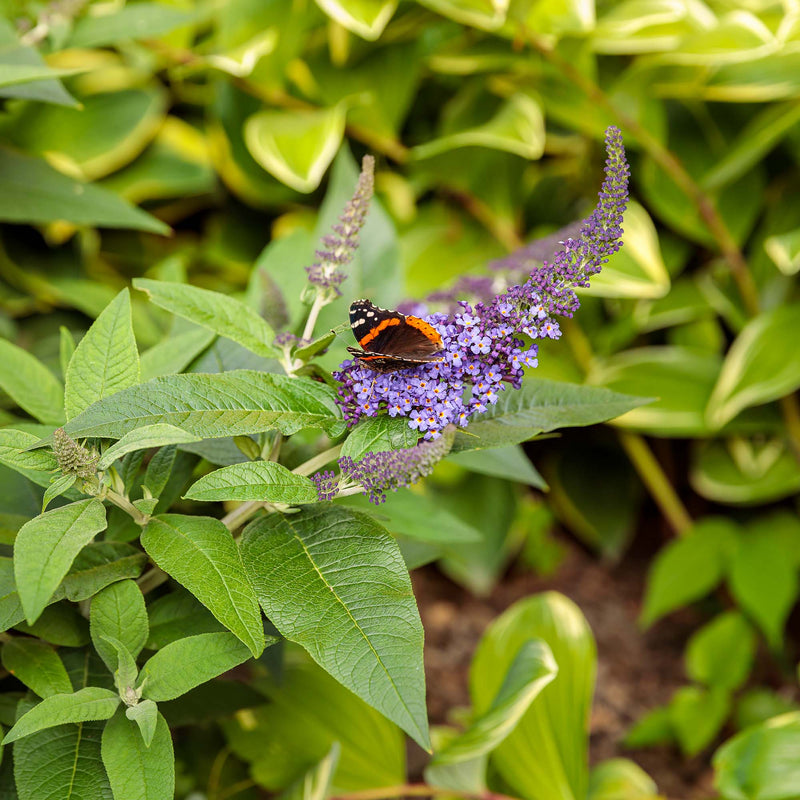Pugster Blue® Butterfly Bush