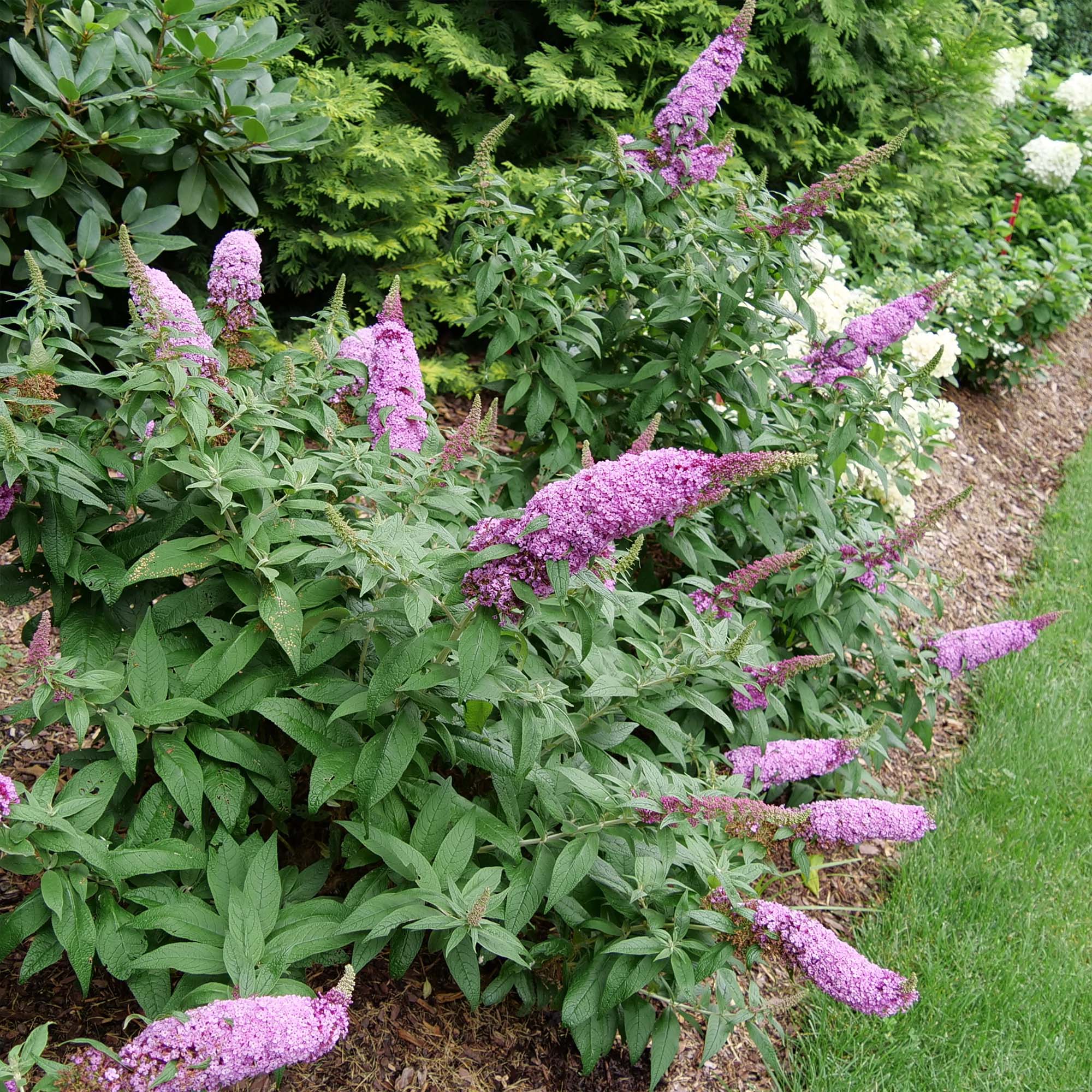 Buy Pugster Pink® Butterfly Bush for Sale | Perfect Plants